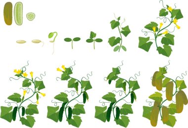 Cucumber plant growth cycle clipart