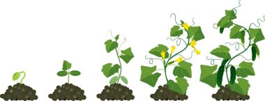 Cucumber plant growth cycle clipart