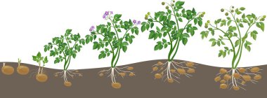 Patates bitki büyüme döngüsü