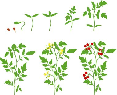 Kiraz domates büyüyen sahne