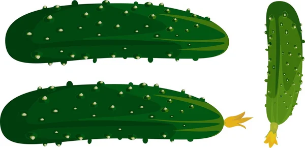 Komkommer op witte achtergrond — Stockvector