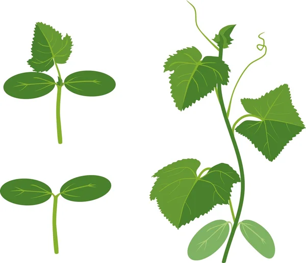 Planta de pepino con hojas verdes — Vector de stock