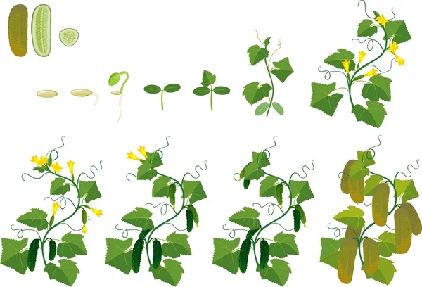 Wachstumszyklus der Gurkenpflanze — Stockvektor