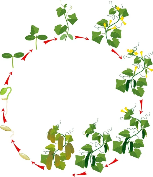 Ciclo de crecimiento de las plantas de pepino — Vector de stock