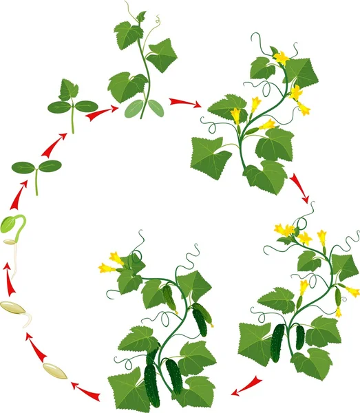 Cucumber plant growth cycle — Stock Vector