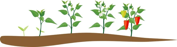 Pepper growing stage — Stock Vector