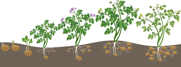 Ciclo de crecimiento de las plantas de patata — Archivo Imágenes Vectoriales