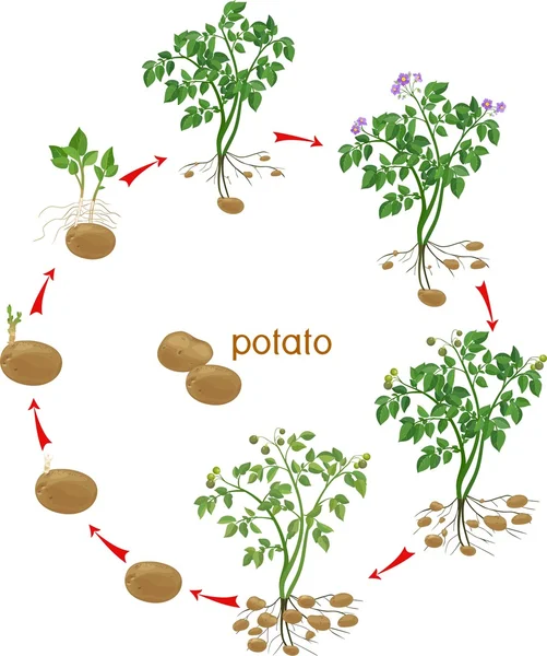 Potato växt tillväxt cykel — Stock vektor