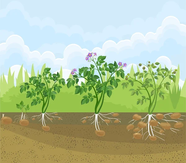 Ciclo de crescimento das plantas de batata — Vetor de Stock