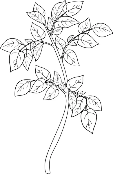 Colorear con planta de papa — Vector de stock