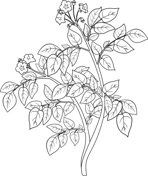 Colorear con planta de papa — Vector de stock