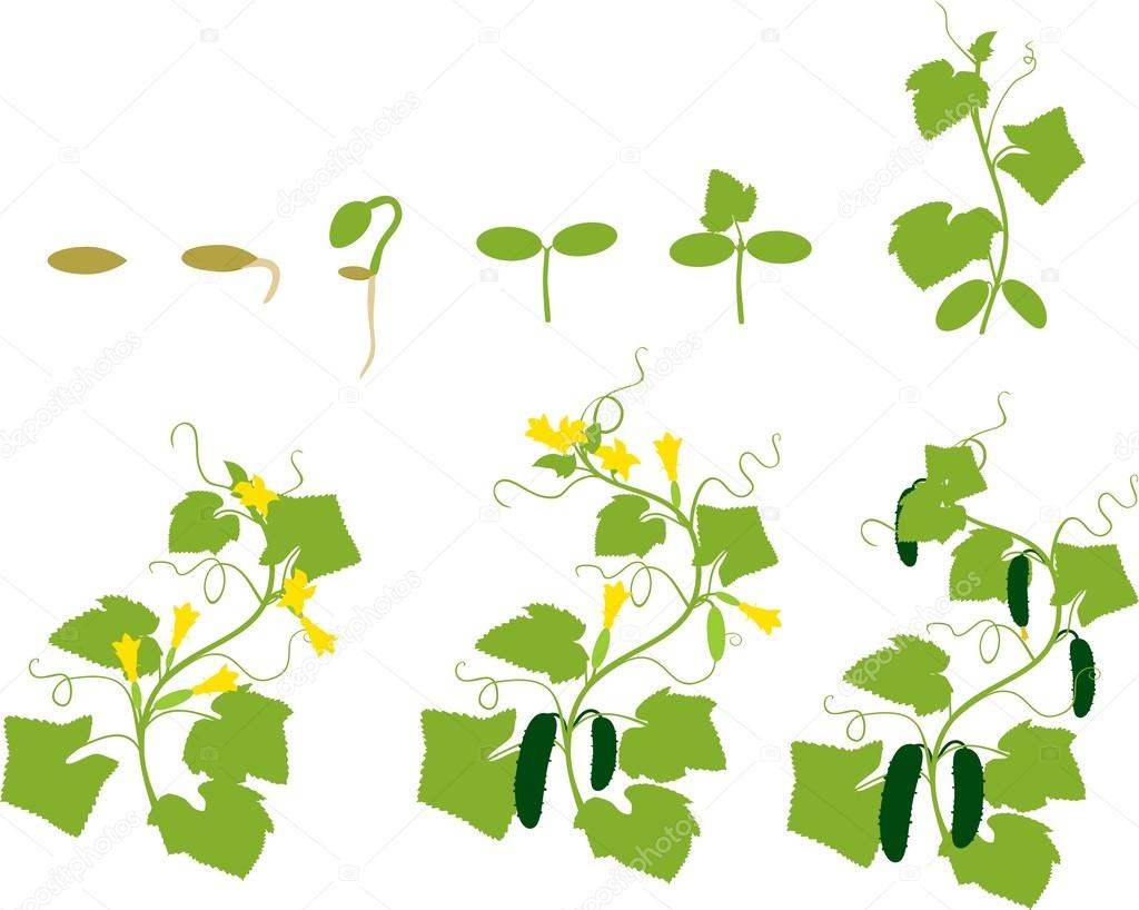     Cucumber plant growth cycle. Silhouette 