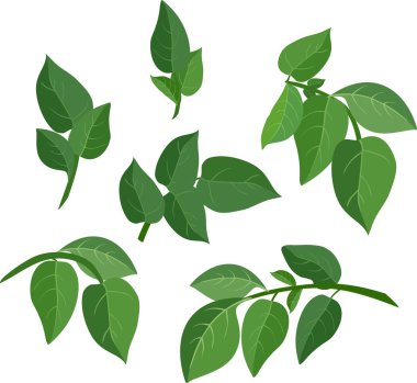 yaprak yeşil ayarla