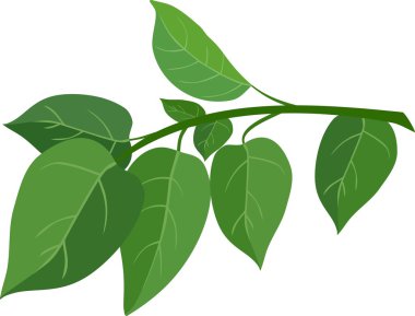 Beyaz arkaplanda yeşil yaprak