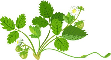 Beyaz arka plan üzerinde çilek tesisi