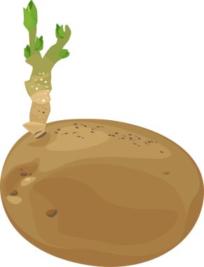 Beyaz arka plan üzerinde filizlenmiş patates