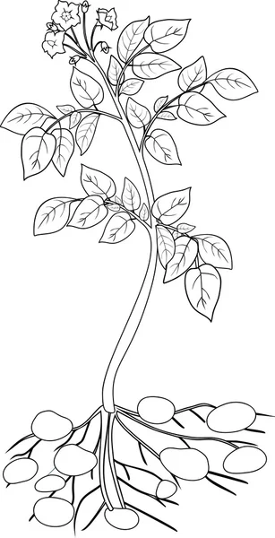 Colorear con planta de papa — Vector de stock