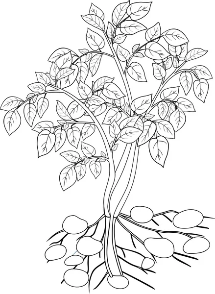Színezés a növény burgonya — Stock Vector