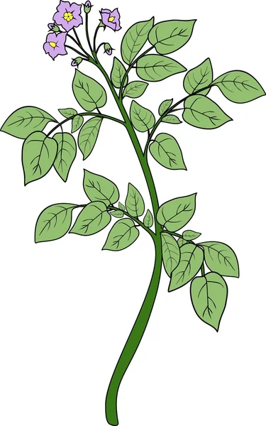 Planta de papa con hojas verdes — Vector de stock
