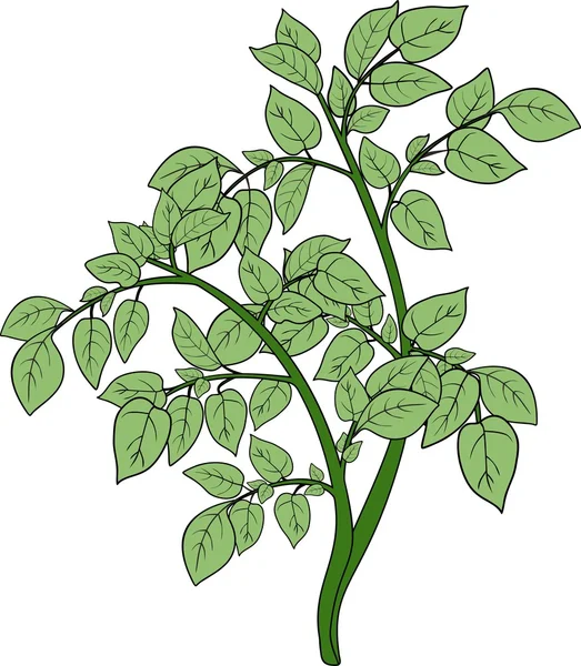 Plante verte aux feuilles composées — Image vectorielle