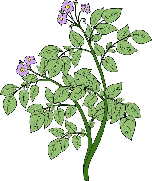 Kartoffelpflanze mit grünen Blättern — Stockvektor