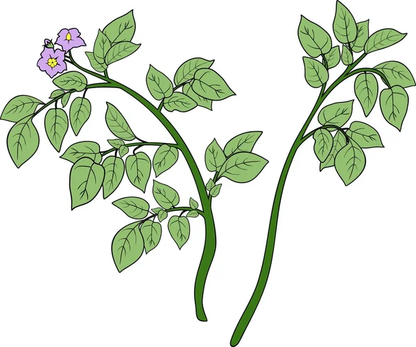 Planta verde con hojas compuestas — Archivo Imágenes Vectoriales