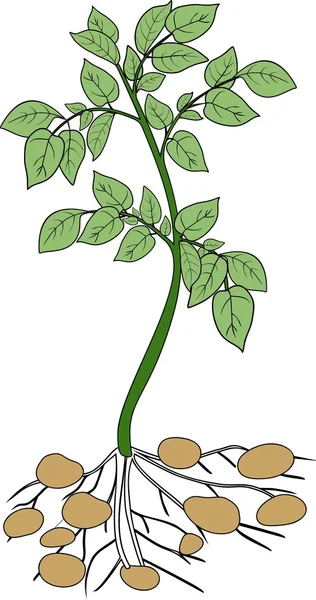 Картофельное растение с зелеными листьями — стоковый вектор