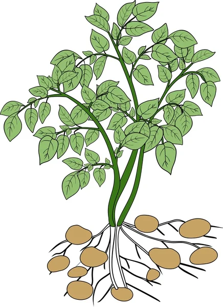 Planta de papa con hojas verdes — Vector de stock