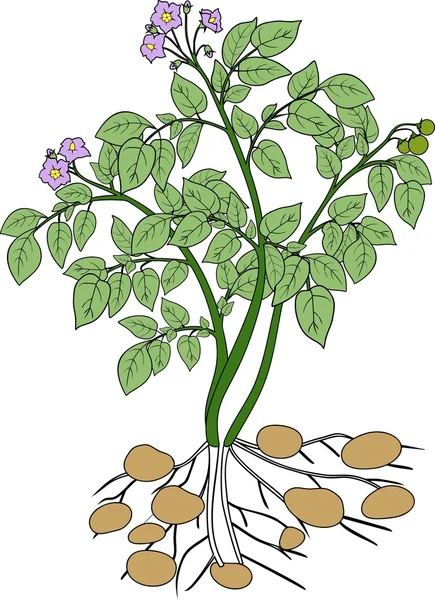 Kartoffelpflanze mit grünen Blättern — Stockvektor