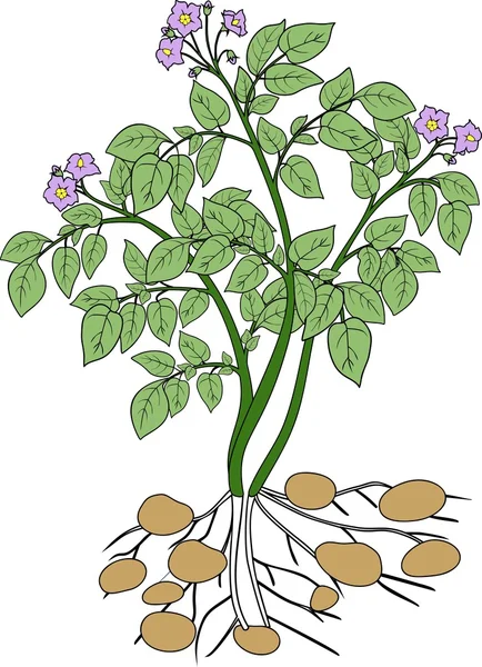 Rośliny ziemniaka z zielonych liści — Wektor stockowy