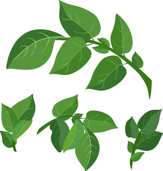 Green leaf set — Stock Vector