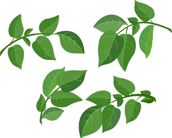 Groene blad set — Stockvector