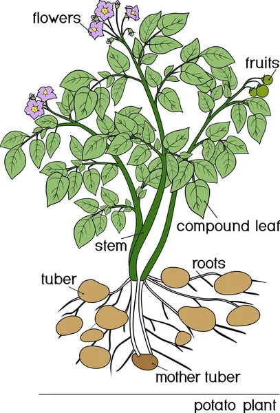 Potato växt med gröna blad — Stock vektor