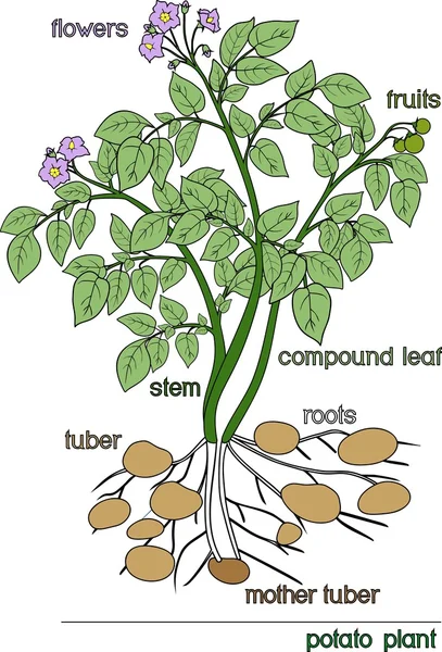 Planta de batata com folhas verdes — Vetor de Stock