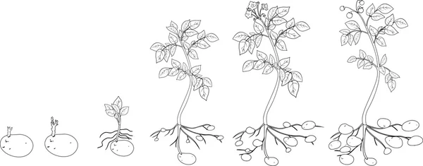 Colorazione con ciclo di crescita delle piante di patate — Vettoriale Stock