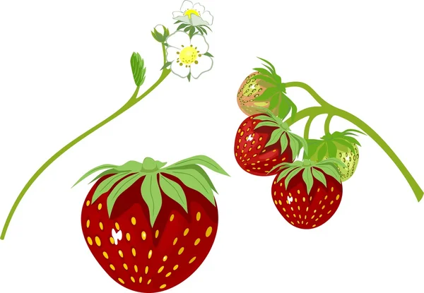 Fresa y flores de fresa — Vector de stock