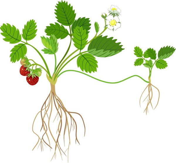 Strawberry plant on white background