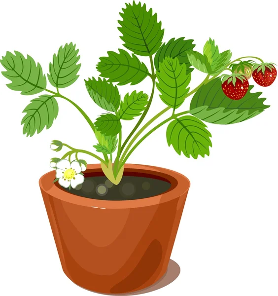 Strawberry plant on white background — Stock Vector