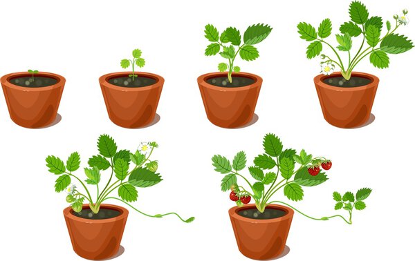 Growth stages of strawberry plant