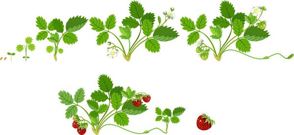 Growth stages of strawberry plant