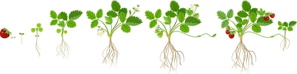 Stades de croissance du fraisier — Image vectorielle