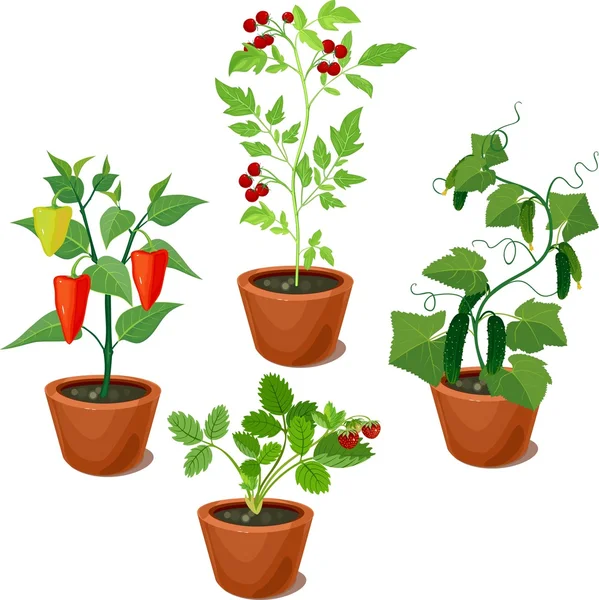 Various vegetable plants — Stock Vector