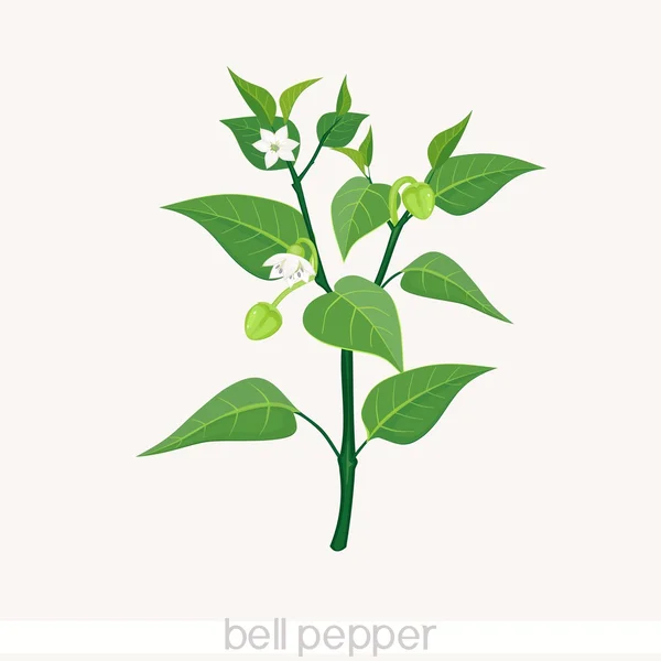 Paprika met groene bladeren — Stockvector