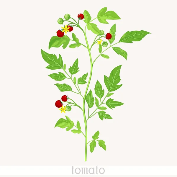 番茄，绿色的树叶 — 图库矢量图片