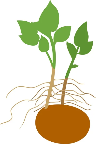 Sprouted potatoes silhouette — Stock Vector