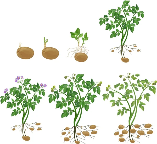 Cycle de croissance des plants de pommes de terre — Image vectorielle