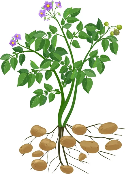 Planta de papa con hojas verdes — Vector de stock