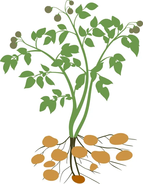 Patates bitki siluet — Stok Vektör