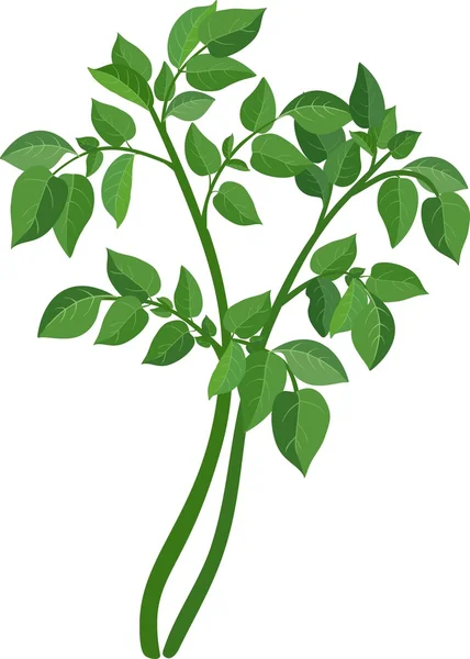 Зеленое растение со сложными листьями — стоковый вектор