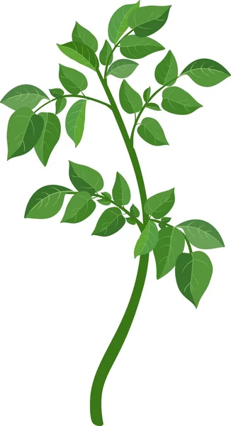 식물 화합물 나뭇잎 그린 — 스톡 벡터